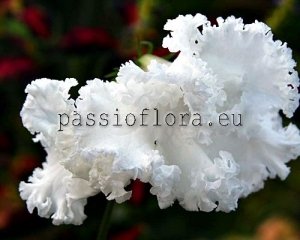 Streptocarpus Seeds DS-GIRLISH LOVE x other hybrids