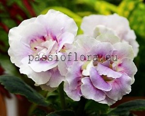 Gloxinia Seeds PF-SANT'ANGELO x other hybrids