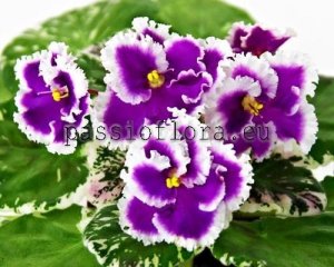 African Violet Seeds DN-MOTLEY BUTTERFLIES x other hybrids