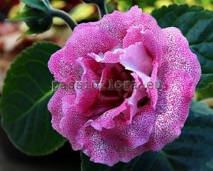 Gloxinia Seeds PF-PINK LADY x other hybrids