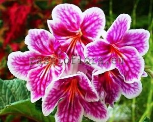 Streptocarpus Seeds DEM-148 x other hybrids