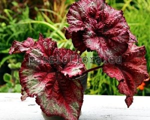 Begonia Rex Seeds No. 2 x other hybrids