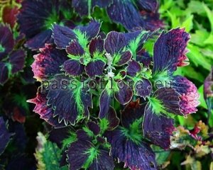 Coleus Seeds PF-PERFECT WORLD x other hybrids