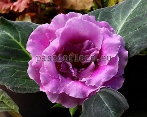 Gloxinia Seeds PF-GLORY x other hybrids