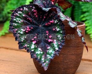 Begonia Rex Seeds No. 3 x other hybrids