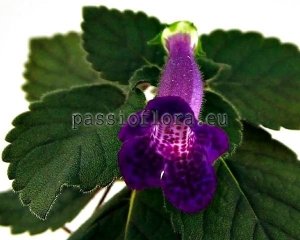 Mini Sinningia DEEP PURPLE DREAMING