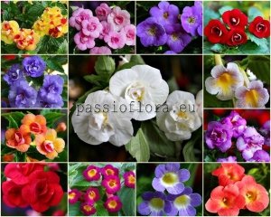 Achimenes  Seeds MIX 2 OF DIFFERENT HYBRIDS