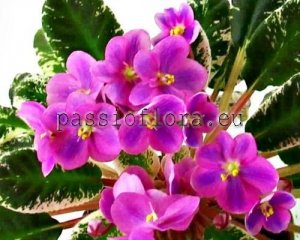 African Violet Seeds VICTORIA x other hybrids