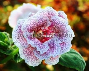 Gloxinia Seeds PF-ROSEMARIE x other hybrids