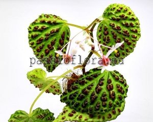 Begonia seeds dracopelta x self