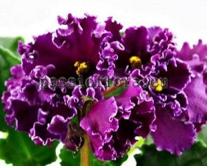 African Violet Seeds LE-RITA x other hybrids