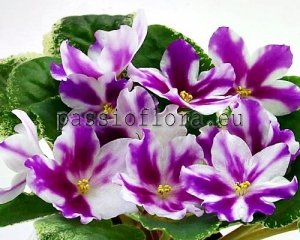 African Violet Seeds VAT-BEAUTIFUL ARABELLA x other hybrids