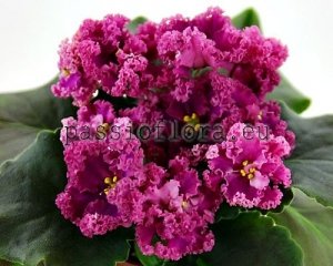 African Violet Seeds LF-DARIA x other hybrids