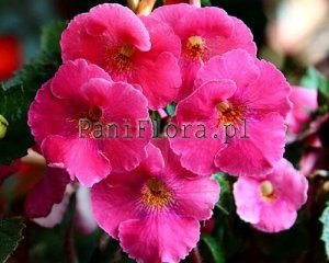 Achimenes Seeds ARLETTA PINK x other hybrids 