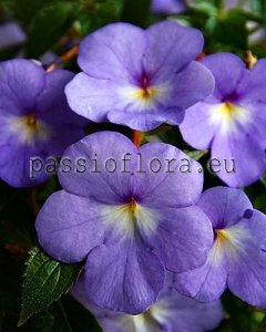 Achimenes Seeds RF'S GOLIATH x other hybrids
