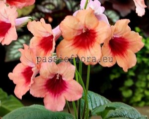 Streptocarpus Seeds VMEE'S MIMOSA x other hybrids 