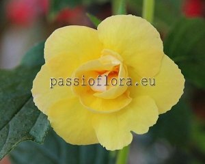 Achimenes DOUBLE YELLOW ROSE
