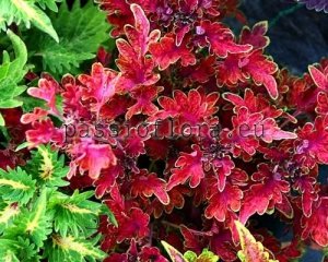 Coleus Seeds PF-FIERY MORNING x other hybrids