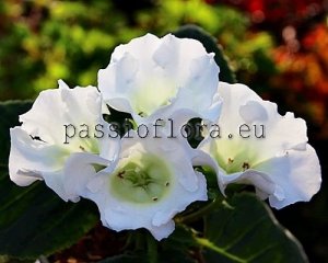 Gloxinia Seeds PF-NOTRE DAME x other hybrids