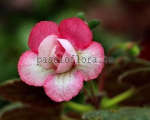 Mini Sinningia SRG'S CARDINAL