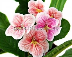 Streptocarpus DEM-FOUNTAIN OF DESIRES