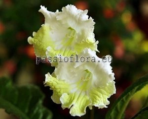 Streptocarpus Seeds DS-WHITE GOLD x other hybrids