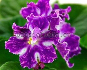 African Violet Seeds VAT-PULSAR x other hybrids