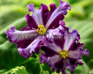 African Violet  Chimera BT-SYN FARAONA