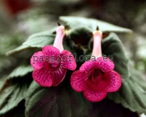 Mini Sinningia  BAL-ROSE OF WORLD