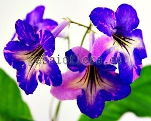 Streptocarpus Seeds EF-FEIERVERK x other hybrids