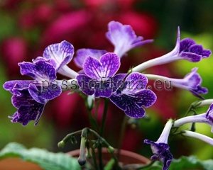 Streptocarpus Seeds LITTLE KAN x other hybrids