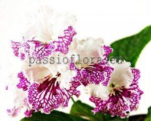 Streptocarpus DEM-SHARMEL
