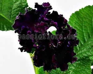 Streptocarpus Seeds DEM-BLACK SWAN x other hybrids