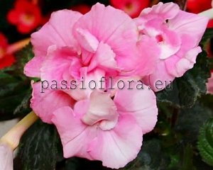 Achimenes Seeds BRID'S ROSAMARIE x other hybrids