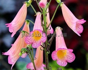 Smithiantha Seeds PF-FANTASY x other hybrids