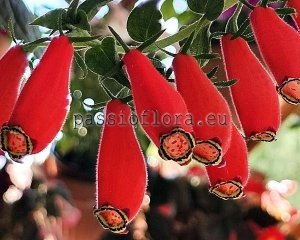 Seemannia Seeds purpurascens x other hybrids