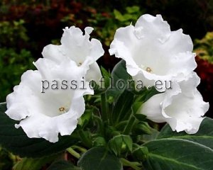 Gloxinia Seeds PF-GRANDE BIANCO x other hybrids