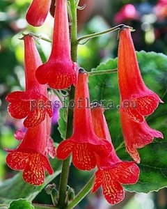 Smithiantha Seeds PF-LADY IN RED x other hybrids