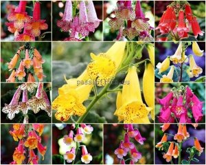 Smithiantha Seeds MIX 2 OF DIFFERENT HYBRIDS 