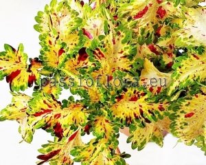 Coleus Seeds PF-APHRODITE x other hybrids