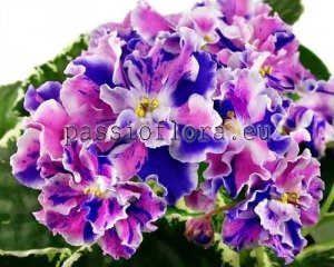 African Violet Seeds LE-WINTER SURPRISE x other hybrids