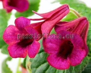Sinningia GABRIEL'S HORN SPORT