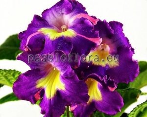 Streptocarpus Seeds MONIA x other hybrids