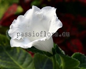 Gloxinia PF-POLAR STAR