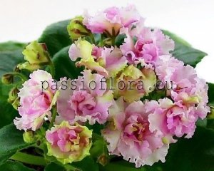 African Violet Seeds TSM-DONNA ROSA x other hybrids