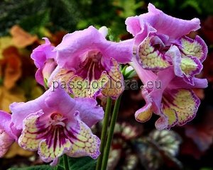 Streptocarpus Seeds  VAT-NYUSHA x other hybrids
