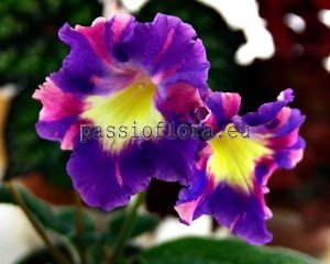 Streptocarpus Seeds  QUEEN x other hybrids