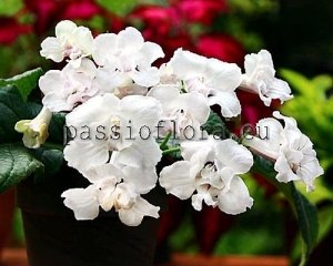 Streptocarpus Seeds RF-WHITE PRINCESS x other hybrids