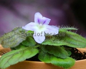 Micro Mini Sinningia Seeds pusilla ITAOCA x self