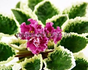 African Violet Seeds LF-SMILE OF SPRING SPORT x other hybrids